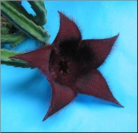 Stapelia 20